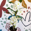 Dendrobium nobile 'Spring Dream Star Class Apollon' - White Noble Orchid - Sprouts of Bristol