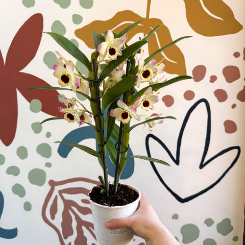 Dendrobium nobile 'Sunny Eyes' - Noble Orchid - Sprouts of Bristol