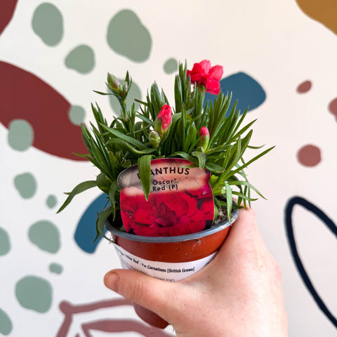 Dianthus 'Oscar Red' - Pot Carnations [British Grown] - Sprouts of Bristol