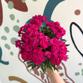 Dianthus 'Peman Violet' - Pot Carnations - Sprouts of Bristol
