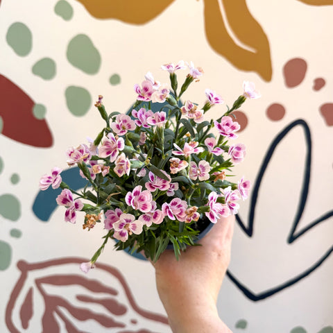 Dianthus 'Pink Kisses' - Pot Carnations - Sprouts of Bristol