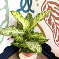 Dieffenbachia 'Mars' - Leopard Lily - Sprouts of Bristol