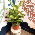 Dieffenbachia 'Mars' - Leopard Lily - Sprouts of Bristol