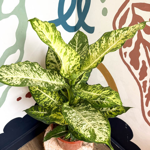 Dieffenbachia 'Mars' - Leopard Lily - Sprouts of Bristol