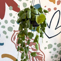Dischidia platyphylla - Paddle - leaf Vine - Sprouts of Bristol