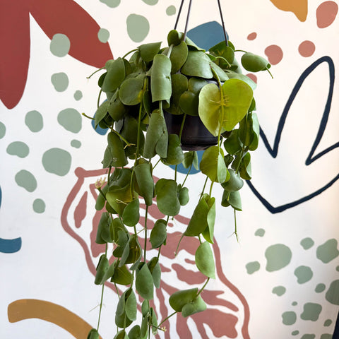 Dischidia platyphylla - Paddle - leaf Vine - Sprouts of Bristol