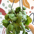 Dischidia platyphylla - Paddle - leaf Vine - Sprouts of Bristol