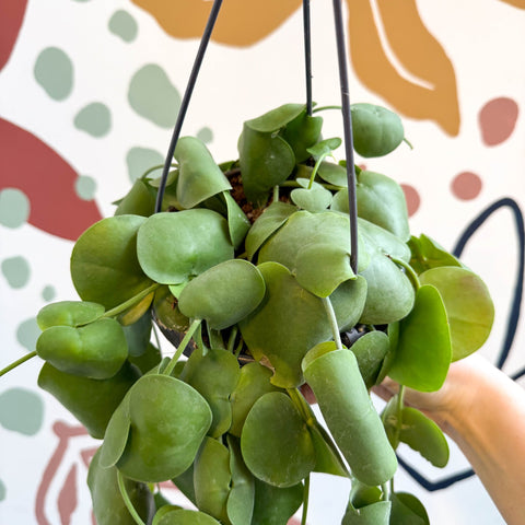Dischidia platyphylla - Paddle - leaf Vine - Sprouts of Bristol