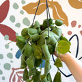 Dischidia platyphylla - Paddle - leaf Vine - Sprouts of Bristol