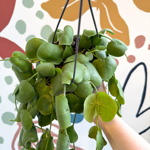 Dischidia platyphylla - Paddle - leaf Vine - Sprouts of Bristol
