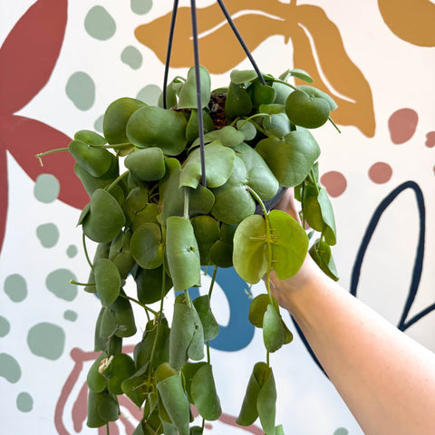 Dischidia platyphylla - Paddle - leaf Vine - Sprouts of Bristol