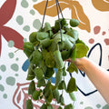 Dischidia platyphylla - Paddle - leaf Vine - Sprouts of Bristol
