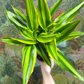 Dracaena fragrans - Corn Plant (Mixed) - Sprouts of Bristol