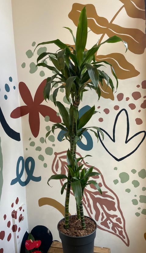 Dracaena fragrans ‘Janet Craig’ – Corn Plant - Sprouts of Bristol