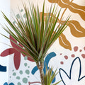 Dracaena marginata 'Bicolor' - Dragon Tree - Sprouts of Bristol
