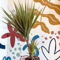 Dracaena marginata 'Bicolor' - Dragon Tree - Sprouts of Bristol