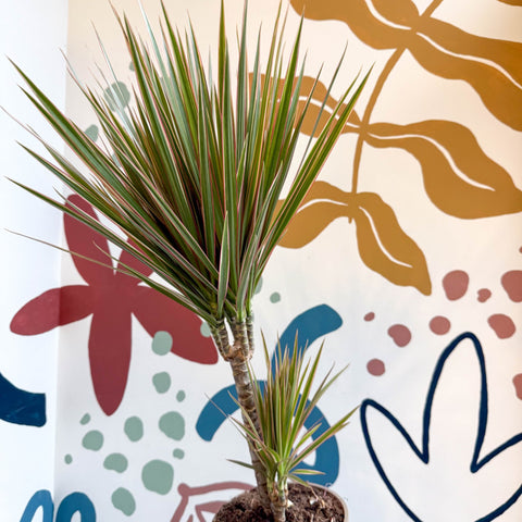 Dracaena marginata 'Bicolor' - Dragon Tree - Sprouts of Bristol
