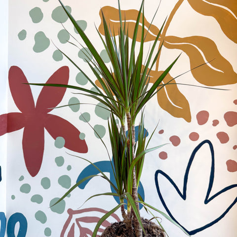 Dracaena marginata 'Red Edge' - Magenta Dragon Tree - Sprouts of Bristol