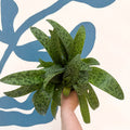 Drimiopsis kirkii - Giant Squill Plant - Sprouts of Bristol