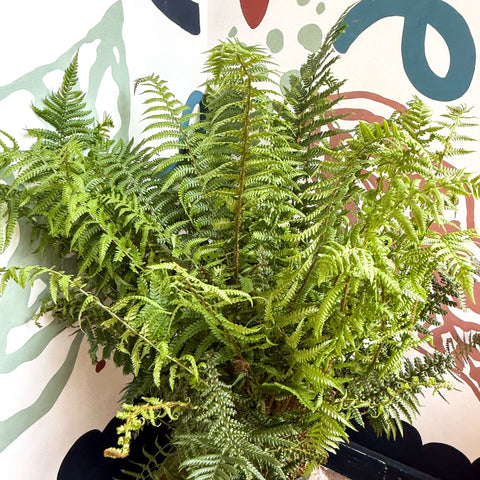 Dryopteris affinis - Scaly Male Fern [Hardy Semi - evergreen] - Sprouts of Bristol