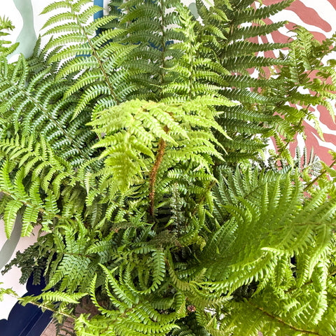 Dryopteris affinis - Scaly Male Fern [Hardy Semi - evergreen] - Sprouts of Bristol