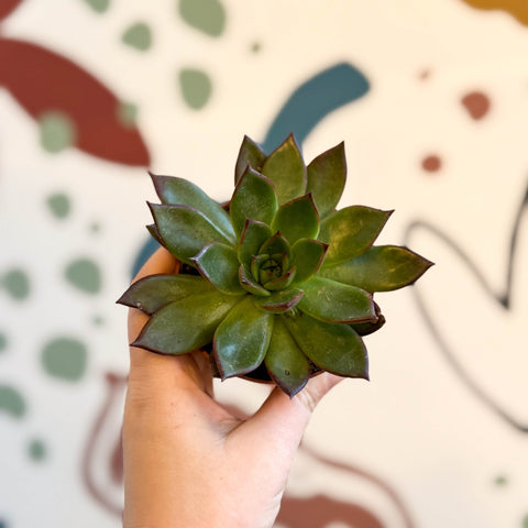 Echeveria agavoides 'Ebony' - Sprouts of Bristol