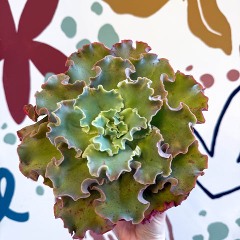 Echeveria ‘Giant Blue’ – Giant Blue Succulent - Sprouts of Bristol