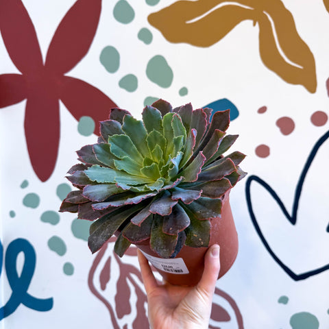 Echeveria ‘Neon Breaker’ - Sprouts of Bristol