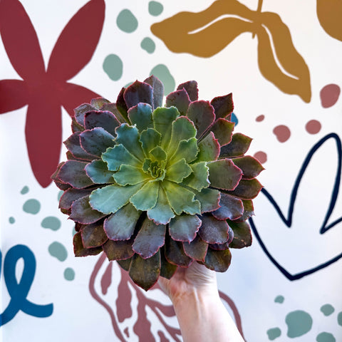 Echeveria ‘Neon Breaker’ - Sprouts of Bristol