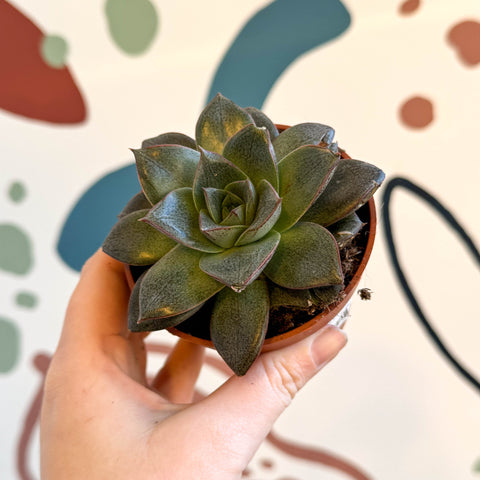 Echeveria purpurea - Sprouts of Bristol