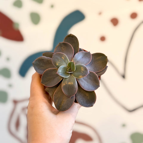Echeveria subcorymbosa - Sprouts of Bristol