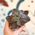 Echeveria subcorymbosa - Sprouts of Bristol