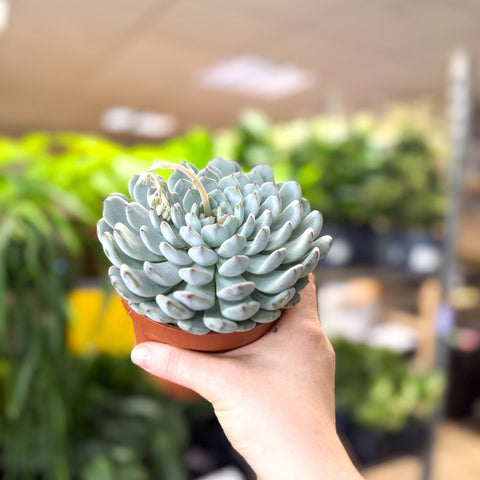 Echeveria texensis – Texas Echeveria - Sprouts of Bristol