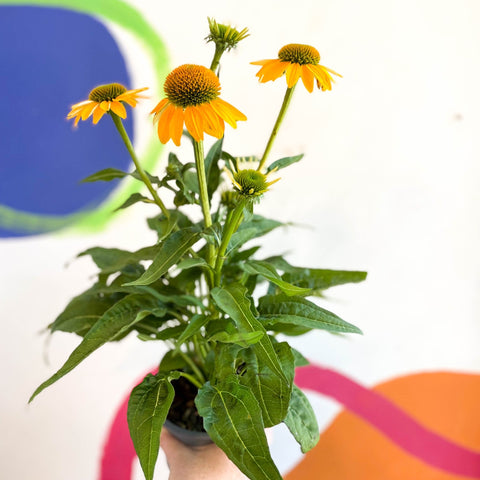 Echinacea purpurea - Yellow Coneflower - Sprouts of Bristol