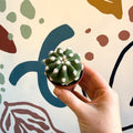 Echinopsis multiplex – Night - Blooming Hedgehog Cactus - Sprouts of Bristol