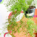 Emerald Fern - Asparagus densiflorus 'Sprengeri' - Sprouts of Bristol