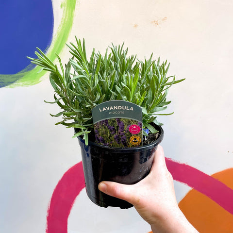 English Lavender - Lavandula angustifolia 'Hidcote' - British Grown Perennial - Sprouts of Bristol