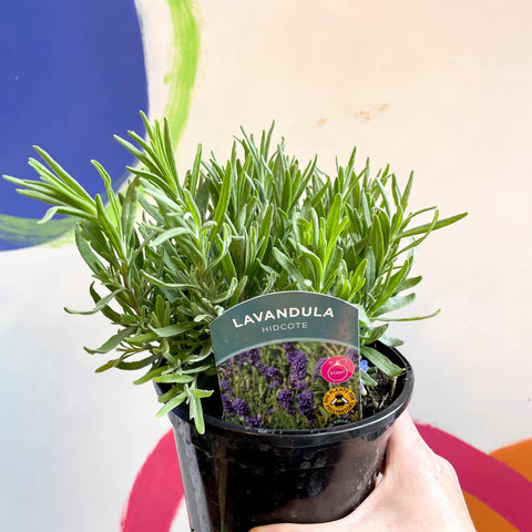 English Lavender - Lavandula angustifolia 'Hidcote' - British Grown Perennial - Sprouts of Bristol