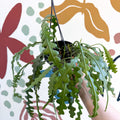 Epiphyllum anguliger - Fishbone Cactus - Sprouts of Bristol