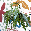 Epiphyllum anguliger - Fishbone Cactus - Sprouts of Bristol