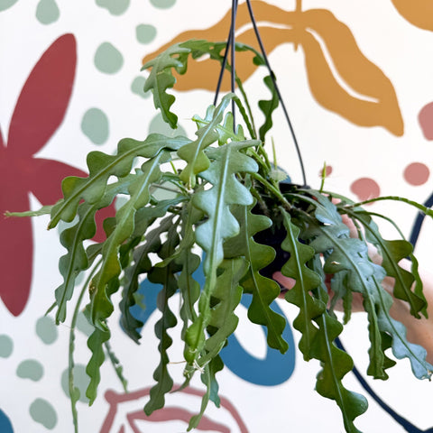 Epiphyllum anguliger - Fishbone Cactus - Sprouts of Bristol