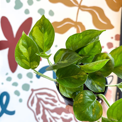 Epipremnum aureum 'Global Green' - Global Green Pothos - Sprouts of Bristol