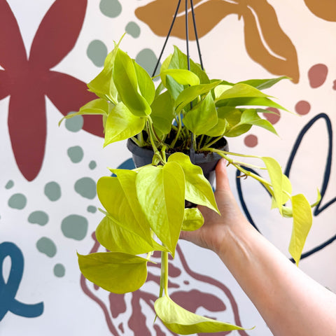 Epipremnum aureum 'Neon' - Neon Pothos - Sprouts of Bristol