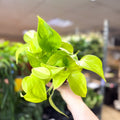 Epipremnum ‘Champs Elysees’ - Sprouts of Bristol