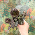 Episcia cupreata 'Brilliance' - Flame Violet - Sprouts of Bristol