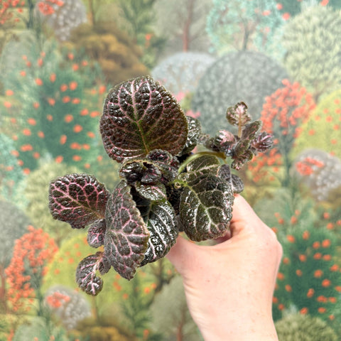 Episcia cupreata 'Brilliance' - Flame Violet - Sprouts of Bristol