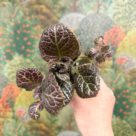 Episcia cupreata 'Brilliance' - Flame Violet - Sprouts of Bristol