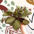 Episcia cupreata 'Harlequin' - Flame Violet - Sprouts of Bristol