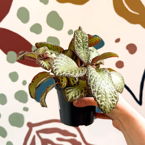 Episcia cupreata 'Harlequin' - Flame Violet - Sprouts of Bristol