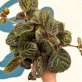 Episcia cupreata 'Shimmer' - Flame Violet - Sprouts of Bristol